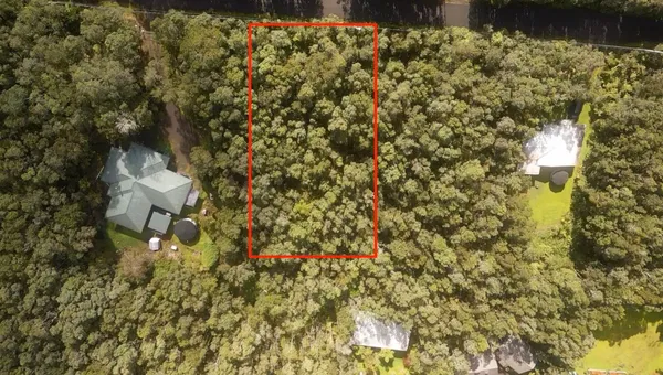 a close up of a tree