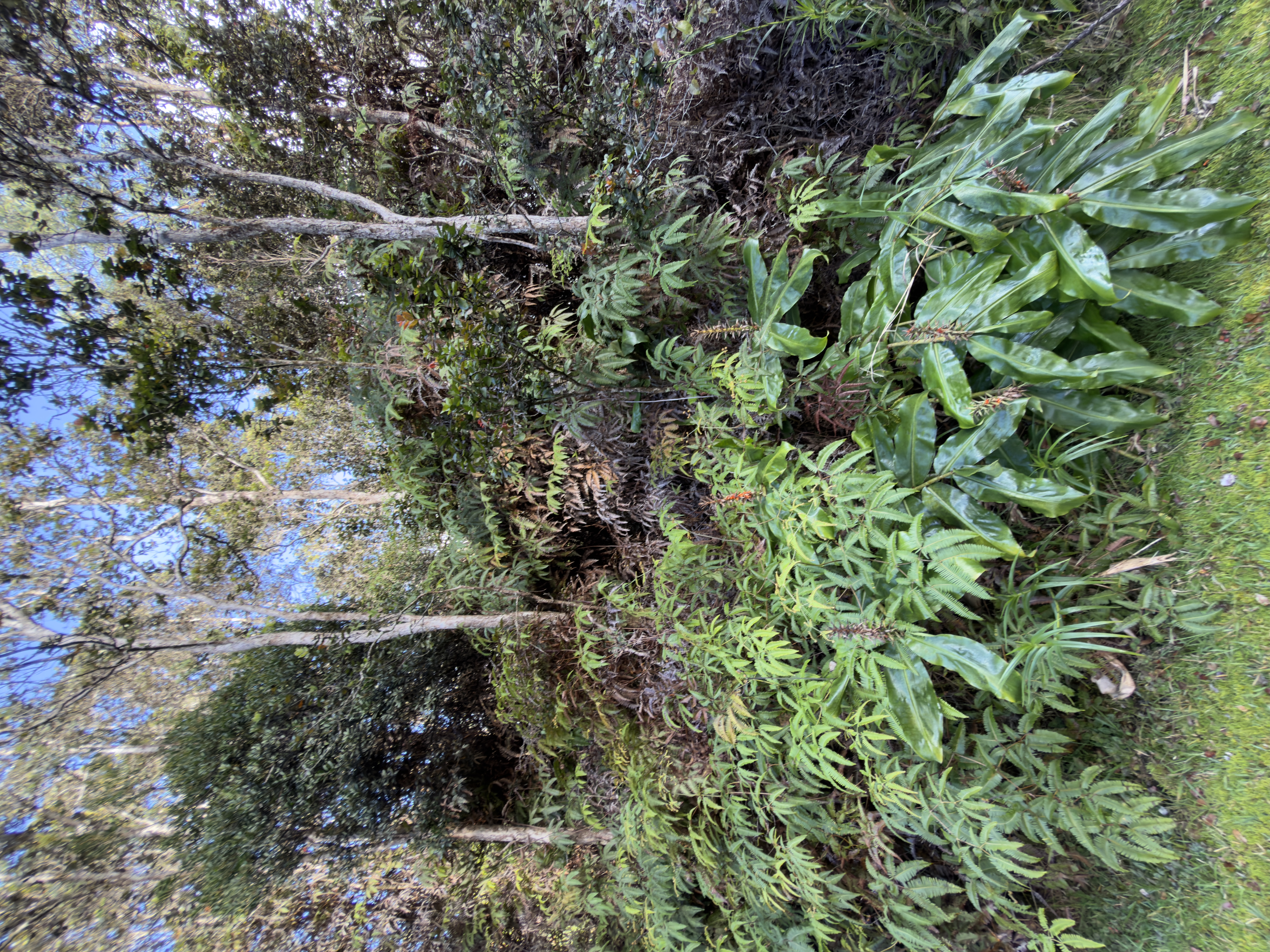 282 3rd Street Volcano, HI 96785 - Photo 4 of 4 a view of a garden with a tree