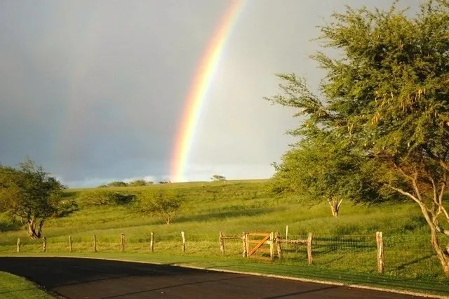 a bunch of flowers in front of flowers
