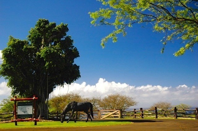 56-135 Lot 8-a Pualani Road Kamuela, HI 96743 - Photo 13 of 28 a view of an outdoor space yard and outdoor seating