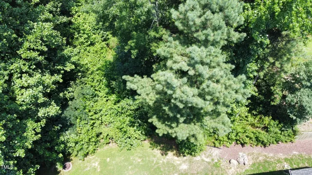 a view of a lush green forest