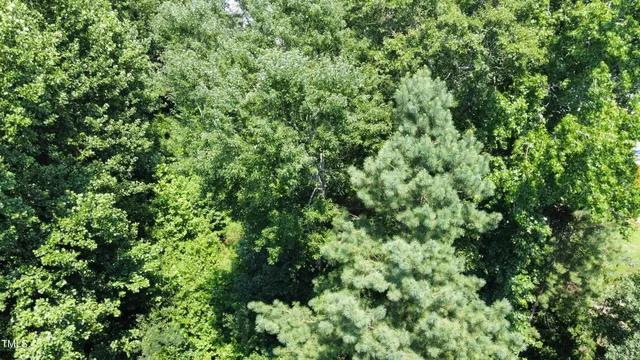 a view of a lush green forest