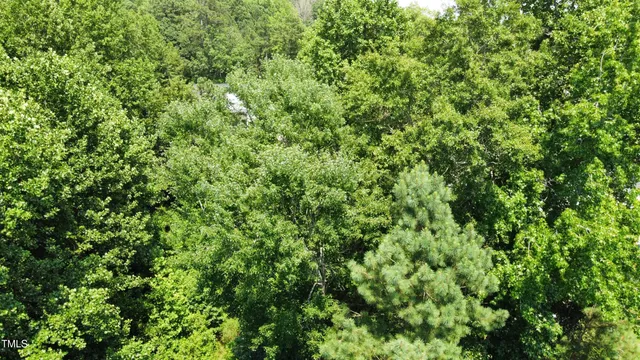a view of a lush green forest