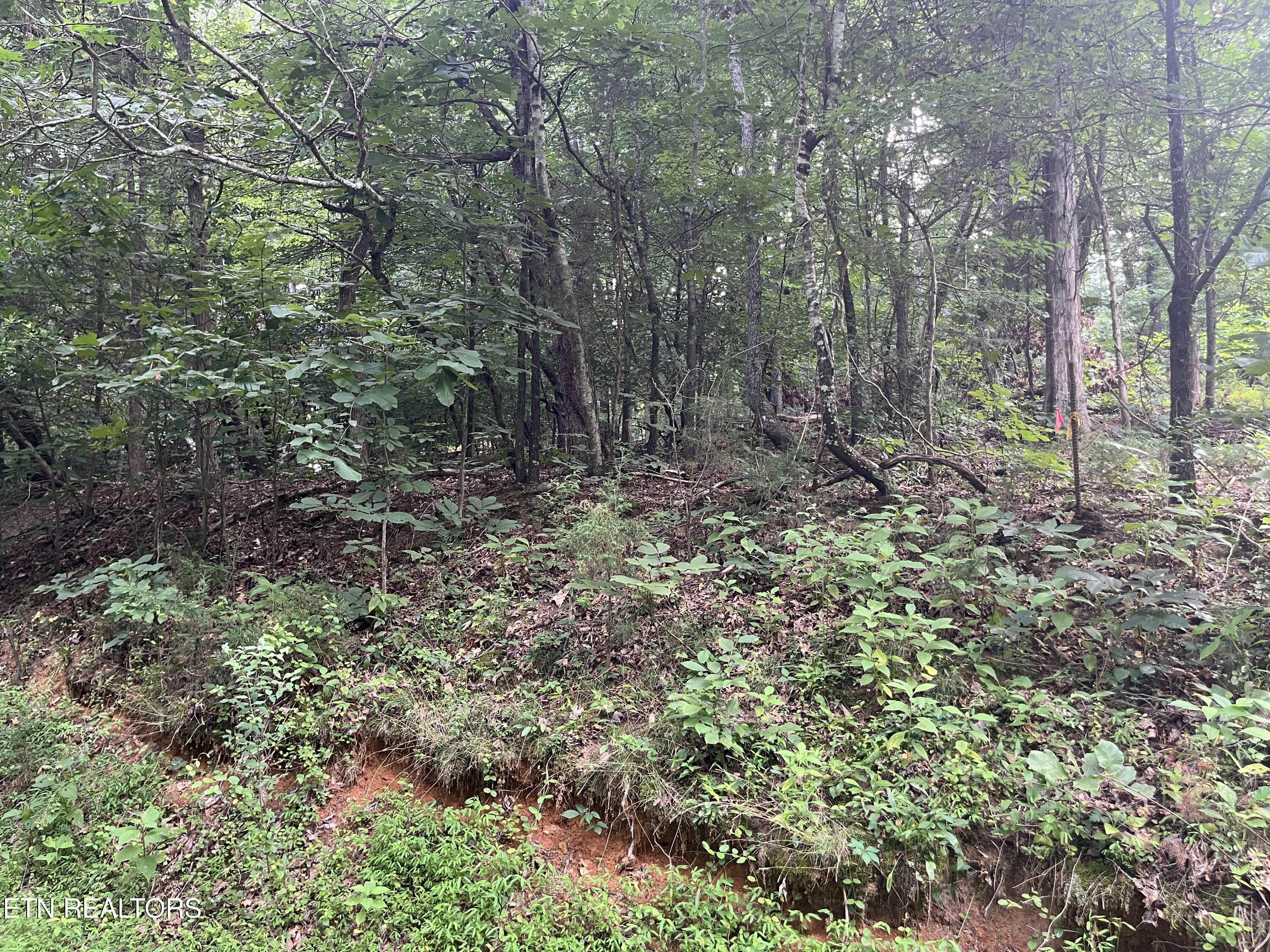 3278 Hillside Road White Pine, TN 37890 - Photo 2 of 18 IMG_5502
