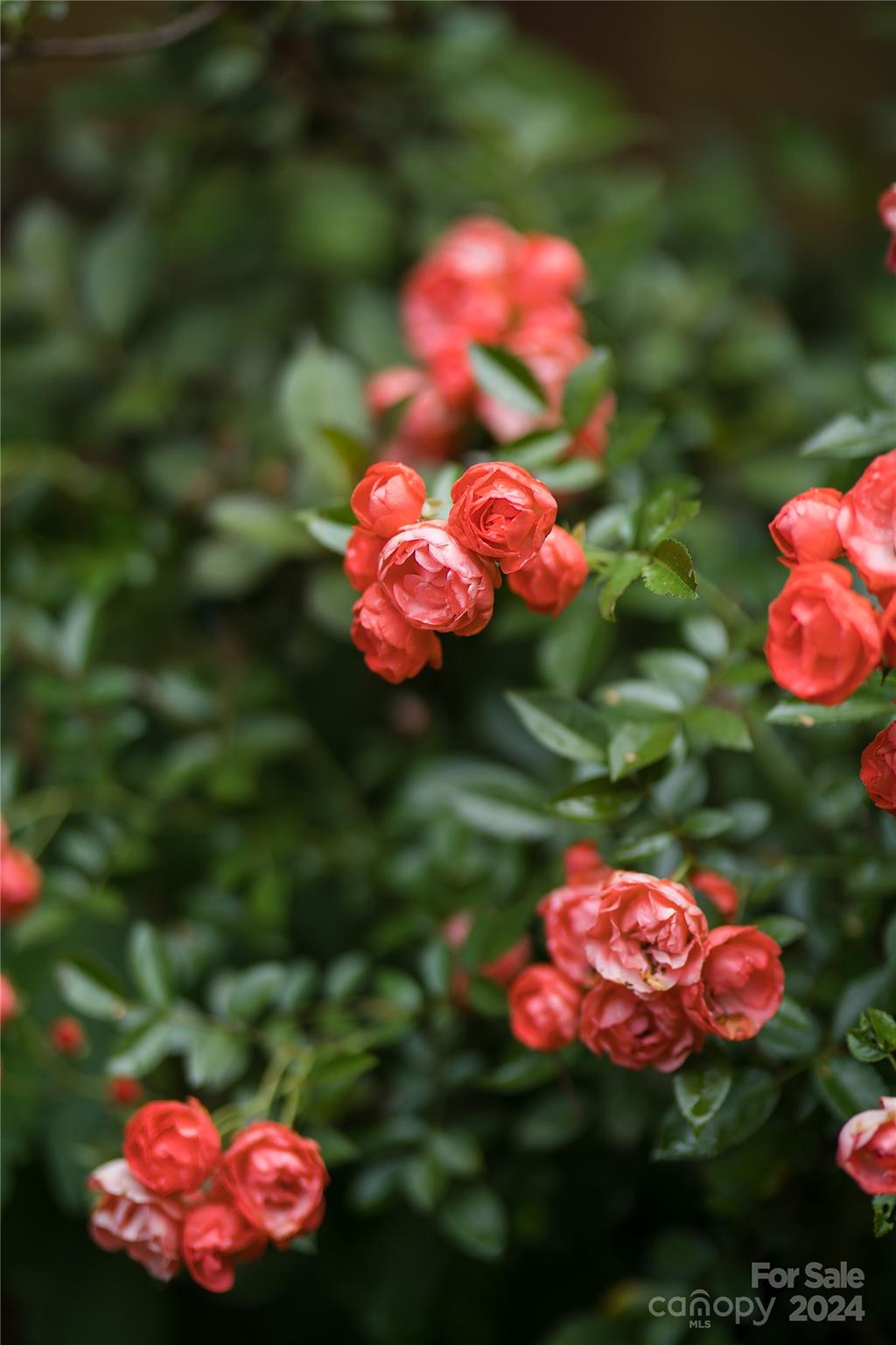 2 Devonshire Place Asheville, NC 28803 - Photo 45 of 47 a view of a flower