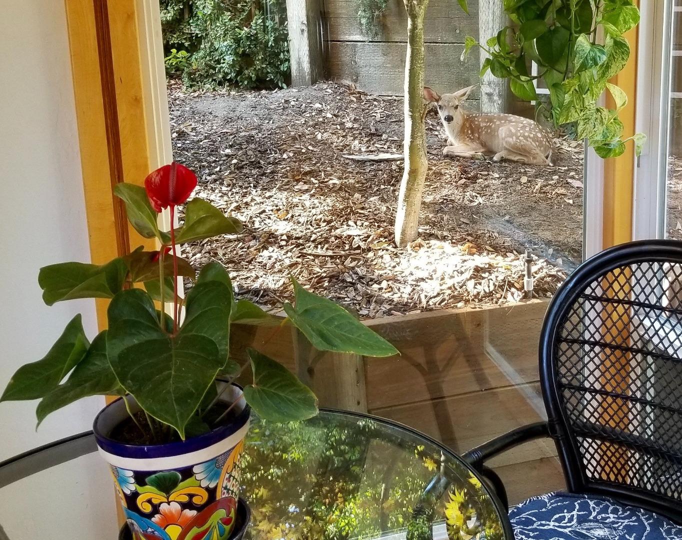7625 Oak Ridge Road Aptos, CA 95003 - Photo 17 of 67 a vase of flowers sitting on a table