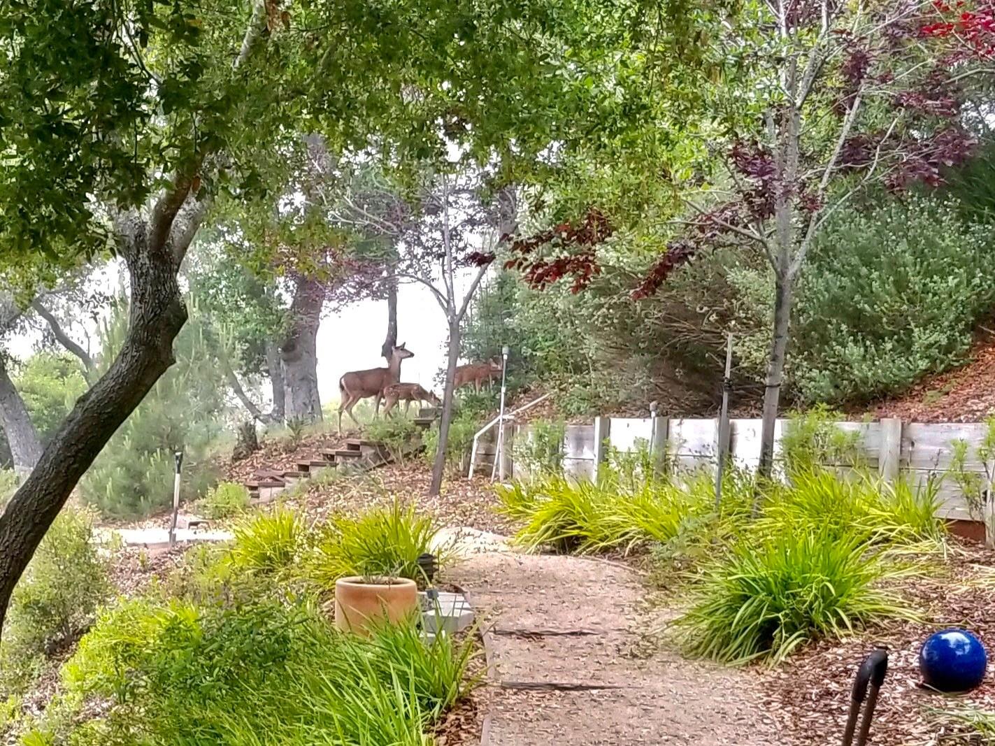 7625 Oak Ridge Road Aptos, CA 95003 - Photo 56 of 67 a view of a yard with plants