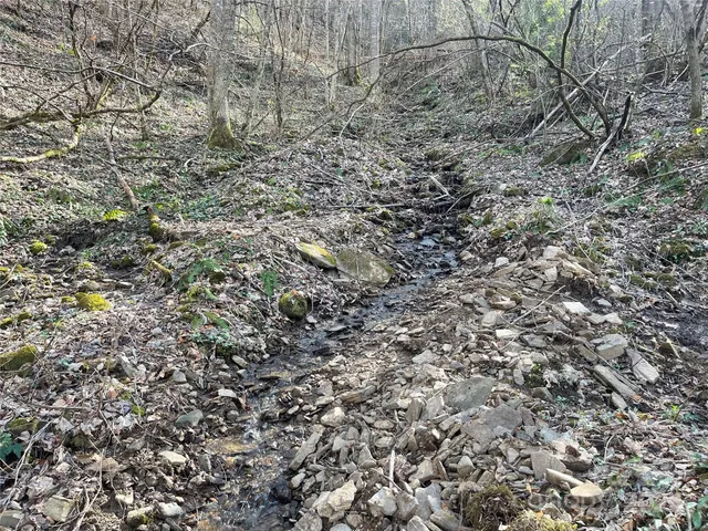 a view of a forest with trees in the background