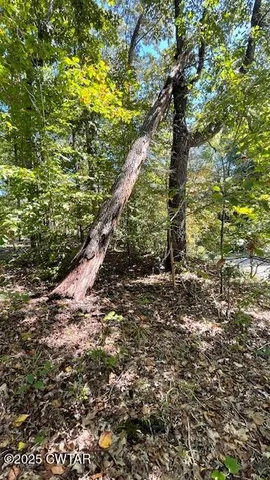 a view of a forest with trees in the background