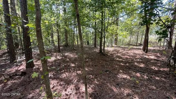 a big yard with lots of green space