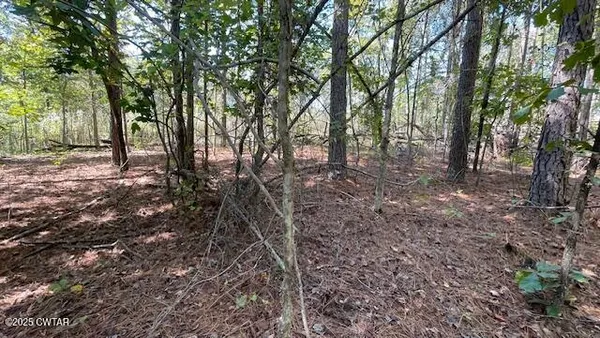 a view of a forest with trees