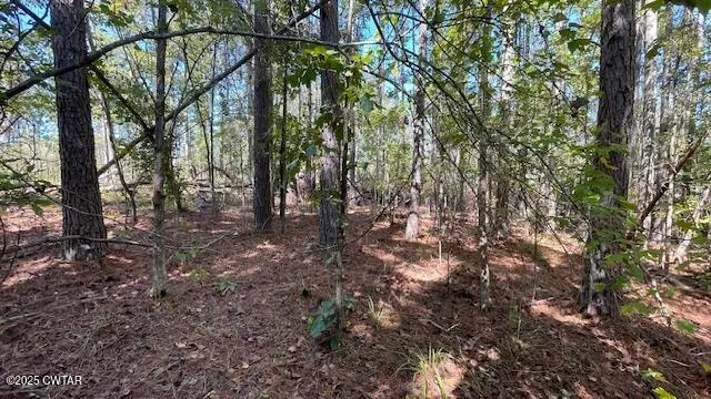 a view of a forest with trees