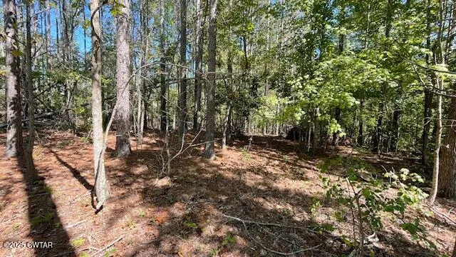 a view of a forest with trees