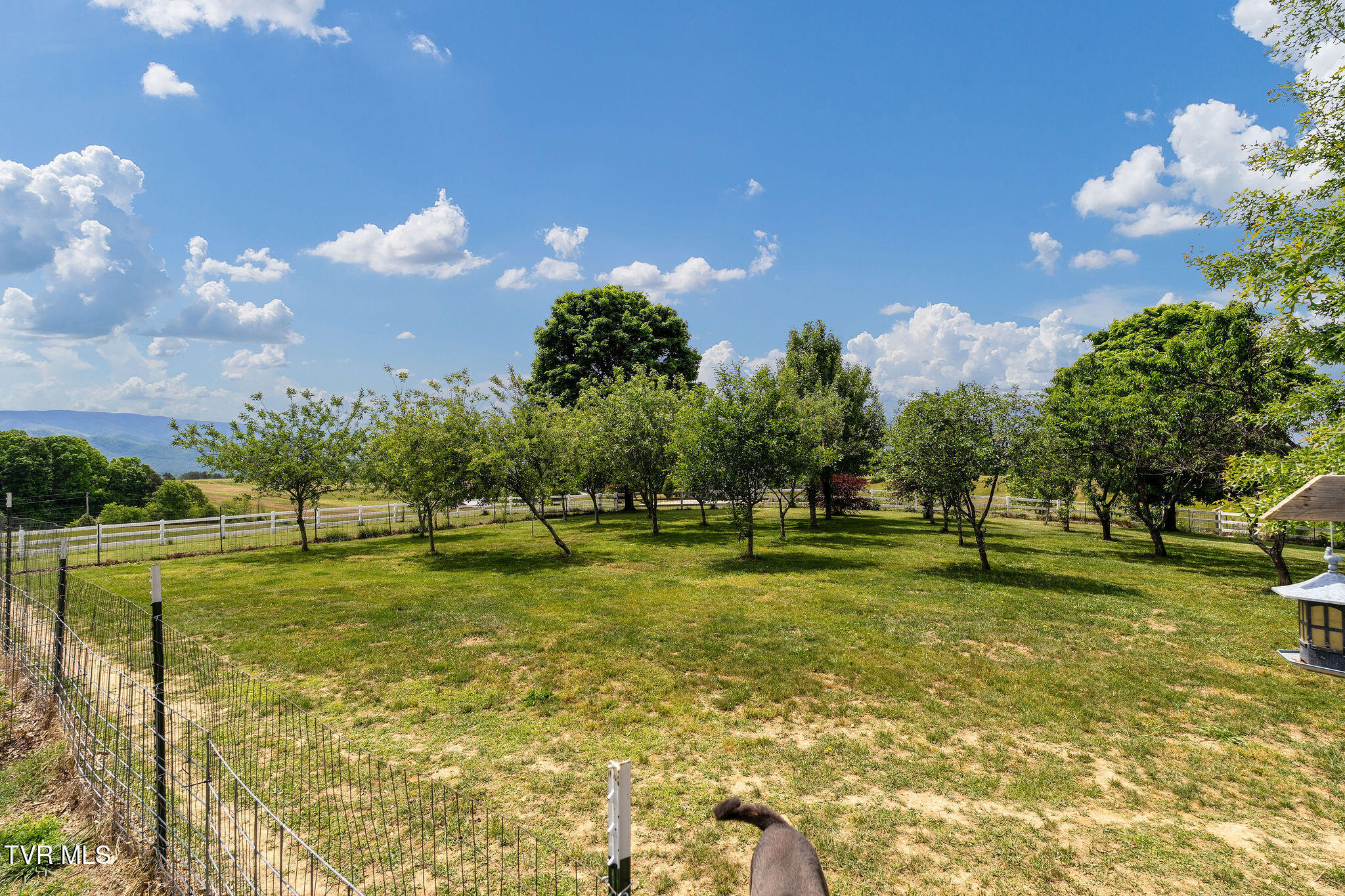 1385 Wilhoit Road Chuckey, TN 37641 - Photo 81 of 126 DSC08884
