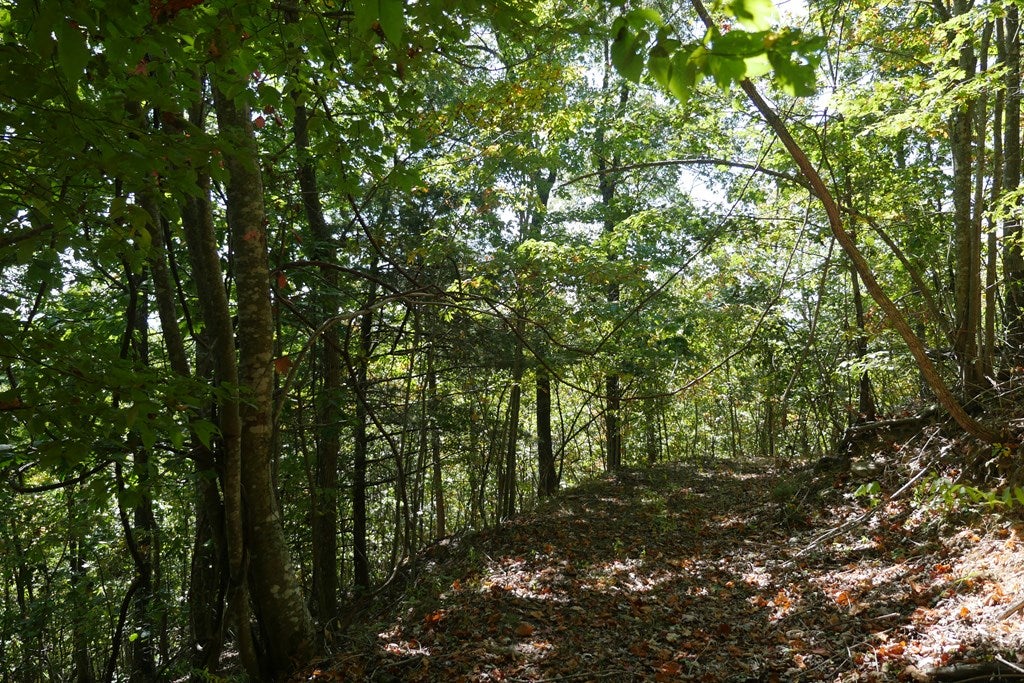 Tbd Hall Hollow Road, Unit 1 Austinville, VA 24312 - Photo 15 of 76 Gallery Image 15