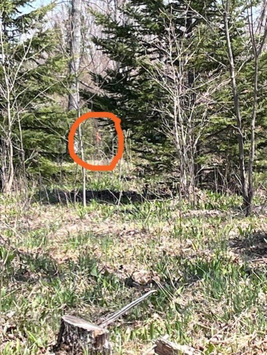00 Camp 23 Road Germfask, MI 49836 - Photo 8 of 16