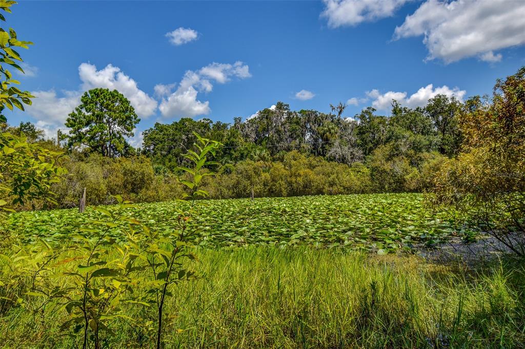 8601 West Bass Lake Road, Unit 12 Crystal River, FL 34428 - Photo 20 of 22 a view of a bunch of trees and bushes