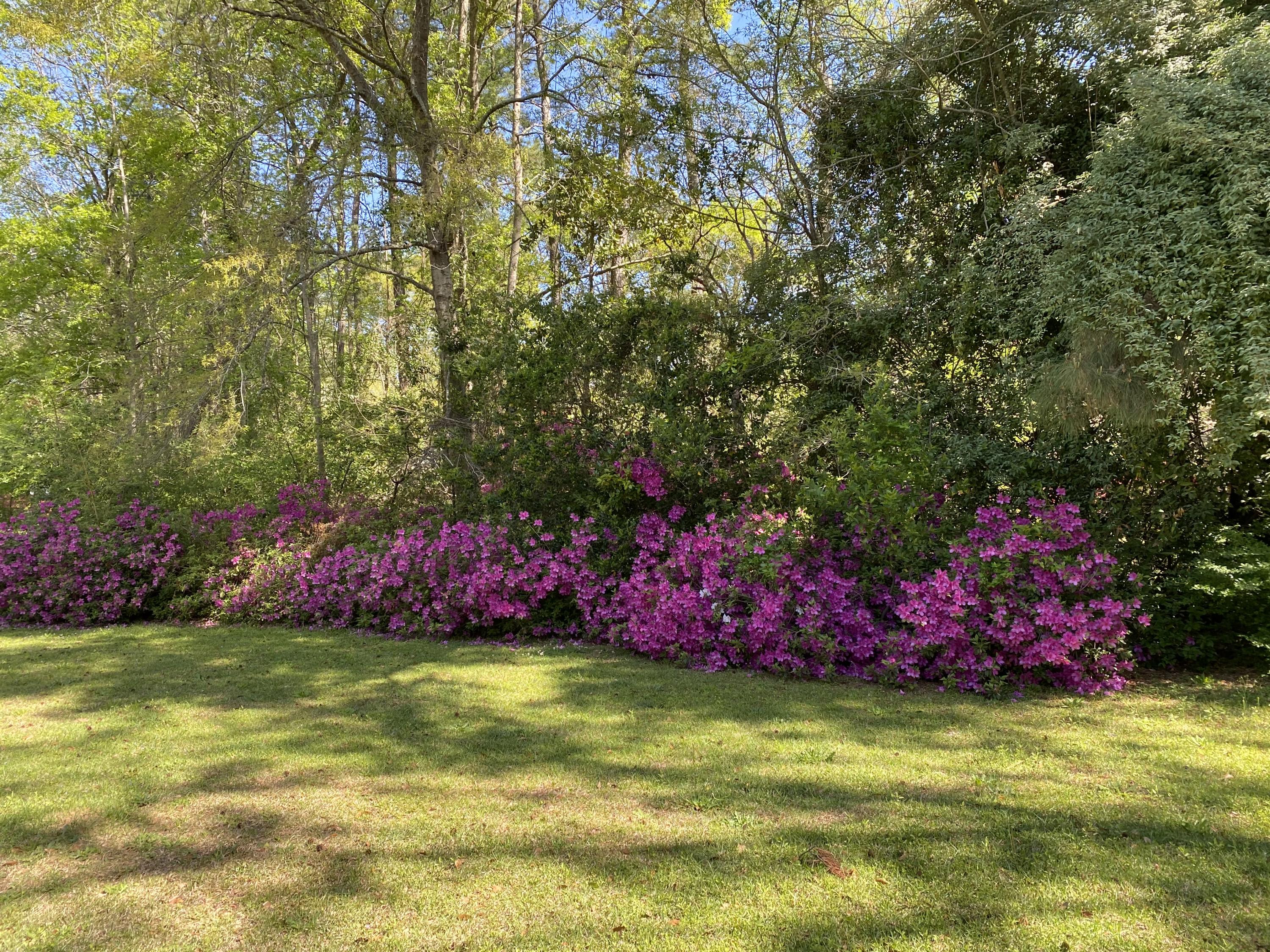 51 Old Trolley Road Summerville, SC 29485 - Photo 22 of 24 IMG_0748