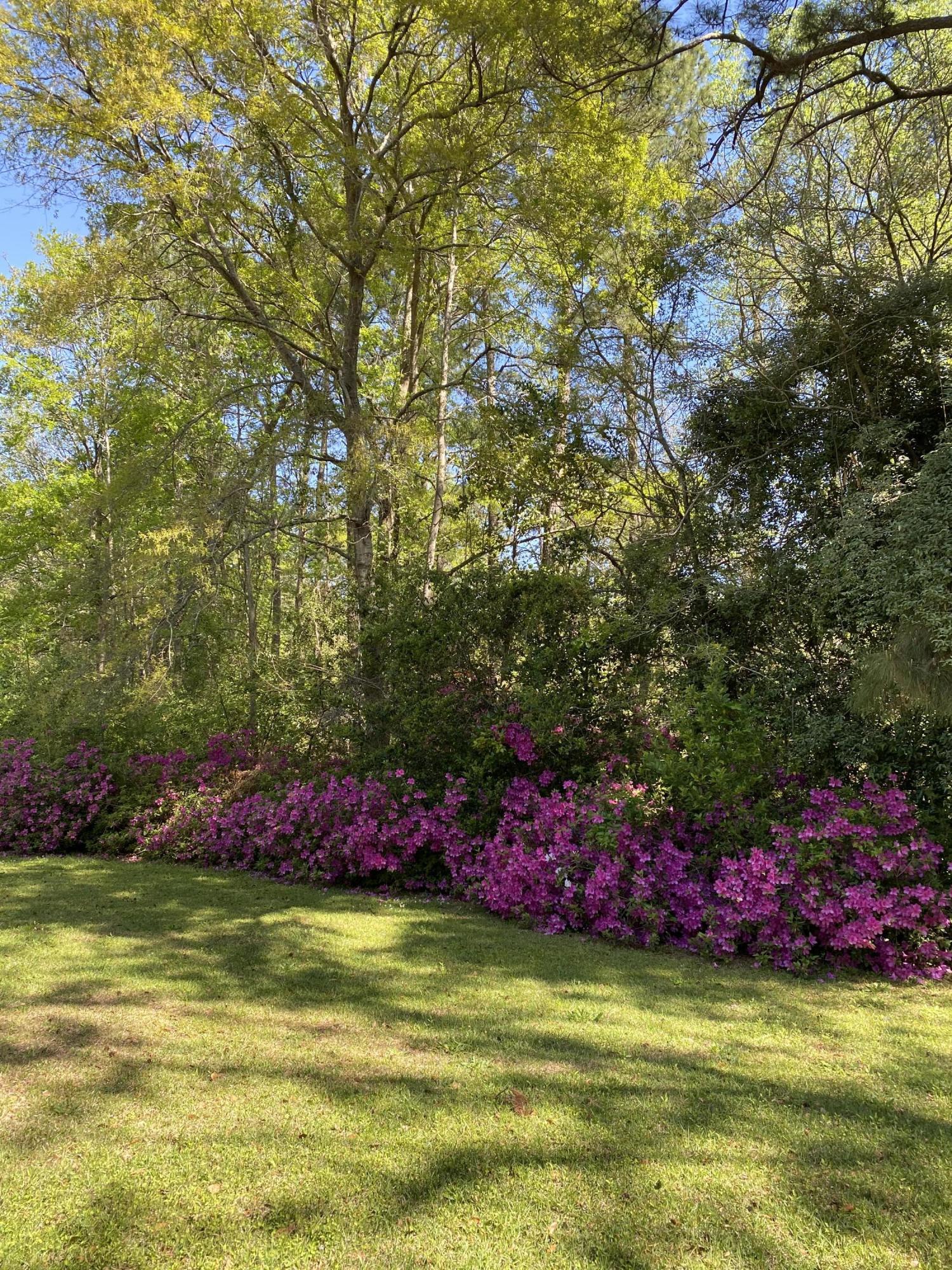 51 Old Trolley Road Summerville, SC 29485 - Photo 23 of 24 IMG_0749