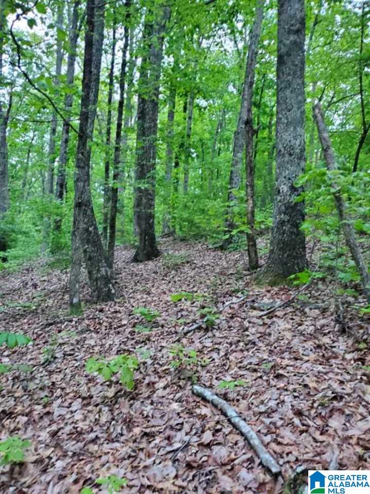 0 Hardin Road Falkville, AL 35622 - Photo 3 of 4