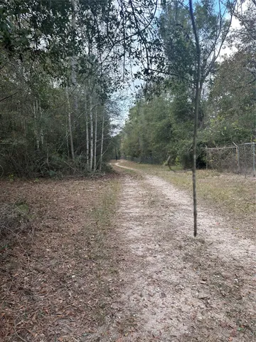 a view of a forest filled with trees