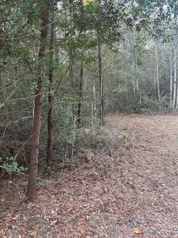 a view of a forest with trees