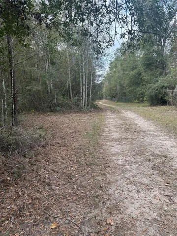 a view of a yard with trees