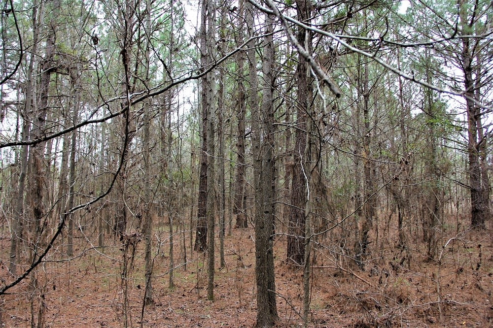 Trecer Road Cope, SC 29038 - Photo 2 of 7 Photo 2