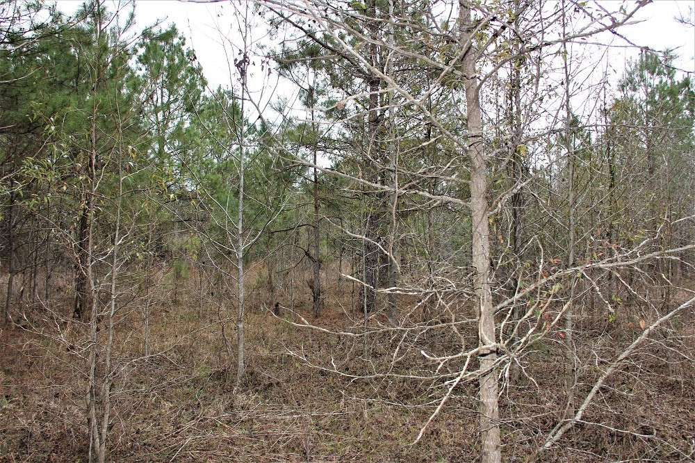 Trecer Road Cope, SC 29038 - Photo 3 of 7 Photo 3