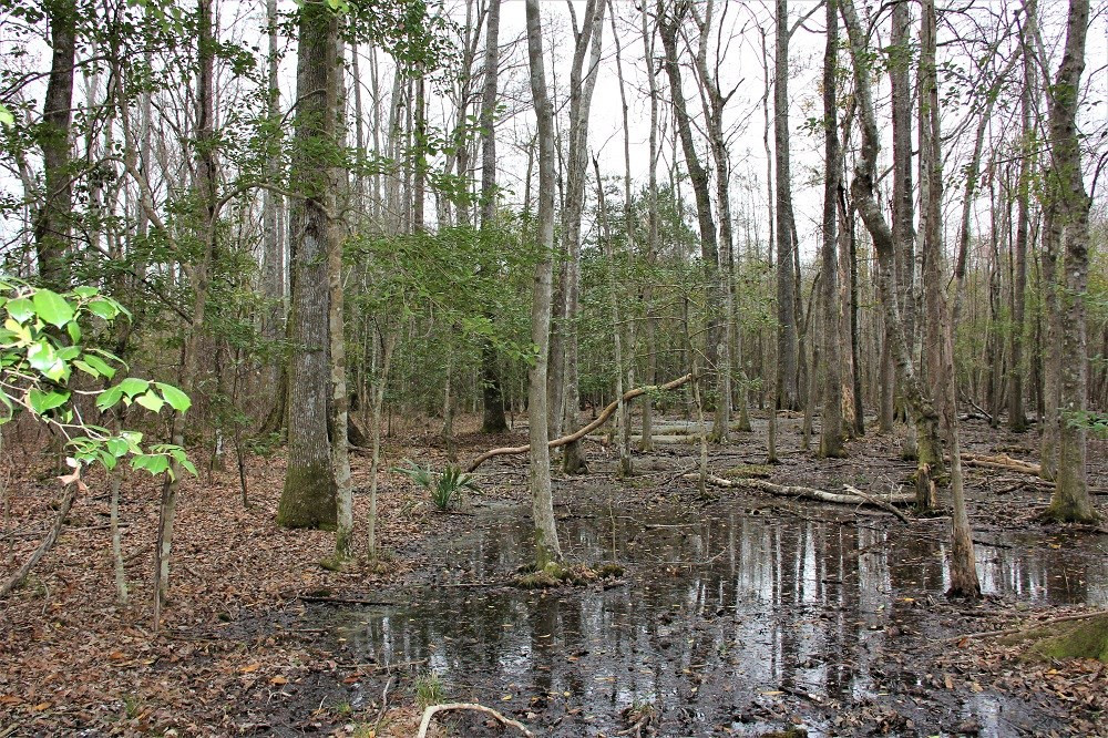 Trecer Road Cope, SC 29038 - Photo 4 of 7 Photo 4