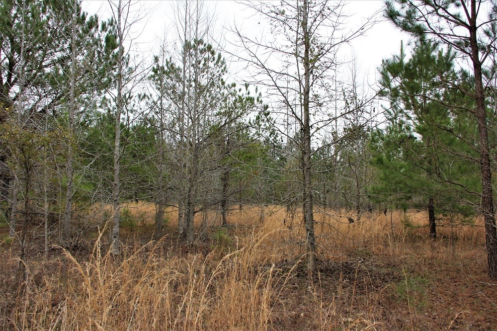 Trecer Road Cope, SC 29038 - Photo 5 of 7 Photo 5