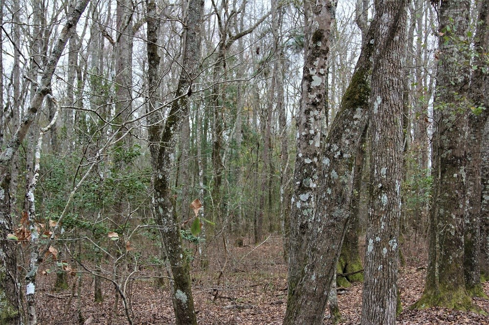 Trecer Road Cope, SC 29038 - Photo 6 of 7 Photo 6