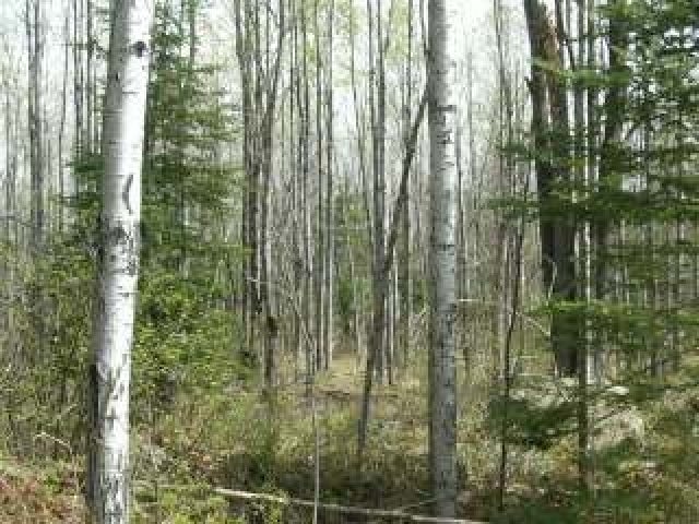 Lot 3 Pine Lake Road Rhinelander, WI 54501 - Photo 8 of 9 Gallery Image 8