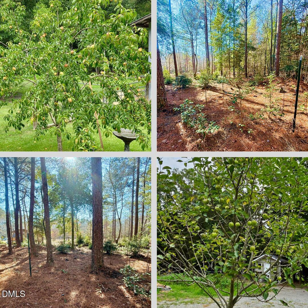 2465 Shoeheel Road Selma, NC 27576 - Photo 33 of 36 a view of outdoor space and yard