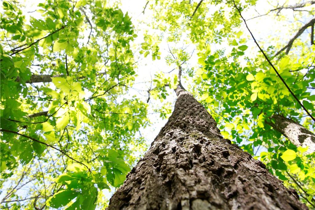 Tbd Southeast 1121st Road Deepwater, MO 64740 - Photo 17 of 26