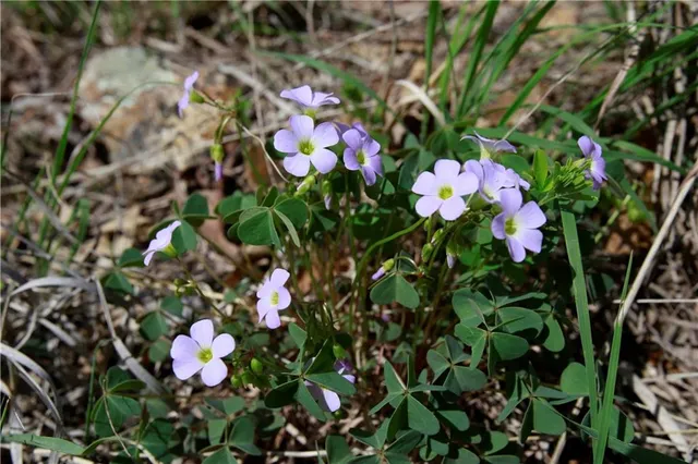 $129,500 | Tbd Southeast 1121st Road, Deepwater, MO 64740