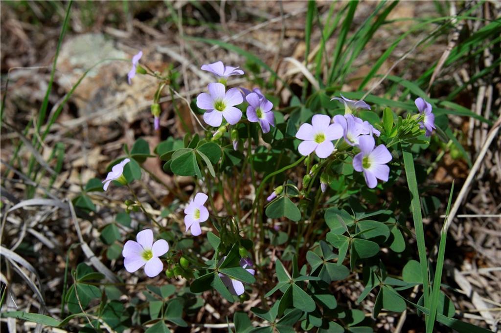 Tbd Southeast 1121st Road Deepwater, MO 64740 - Photo 18 of 26