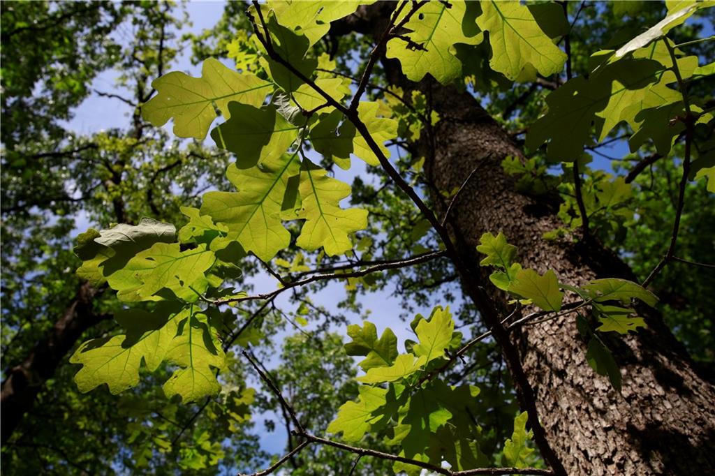 Tbd Southeast 1121st Road Deepwater, MO 64740 - Photo 19 of 26