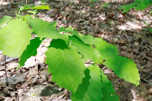 $129,500 | Tbd Southeast 1121st Road, Deepwater, MO 64740