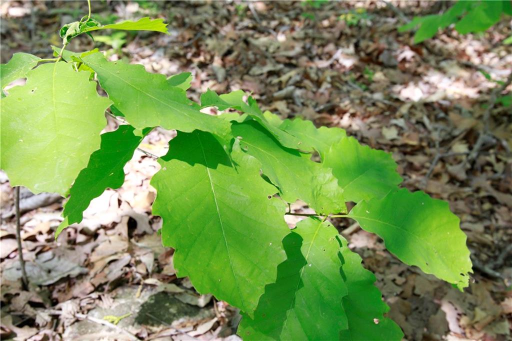 Tbd Southeast 1121st Road Deepwater, MO 64740 - Photo 20 of 26