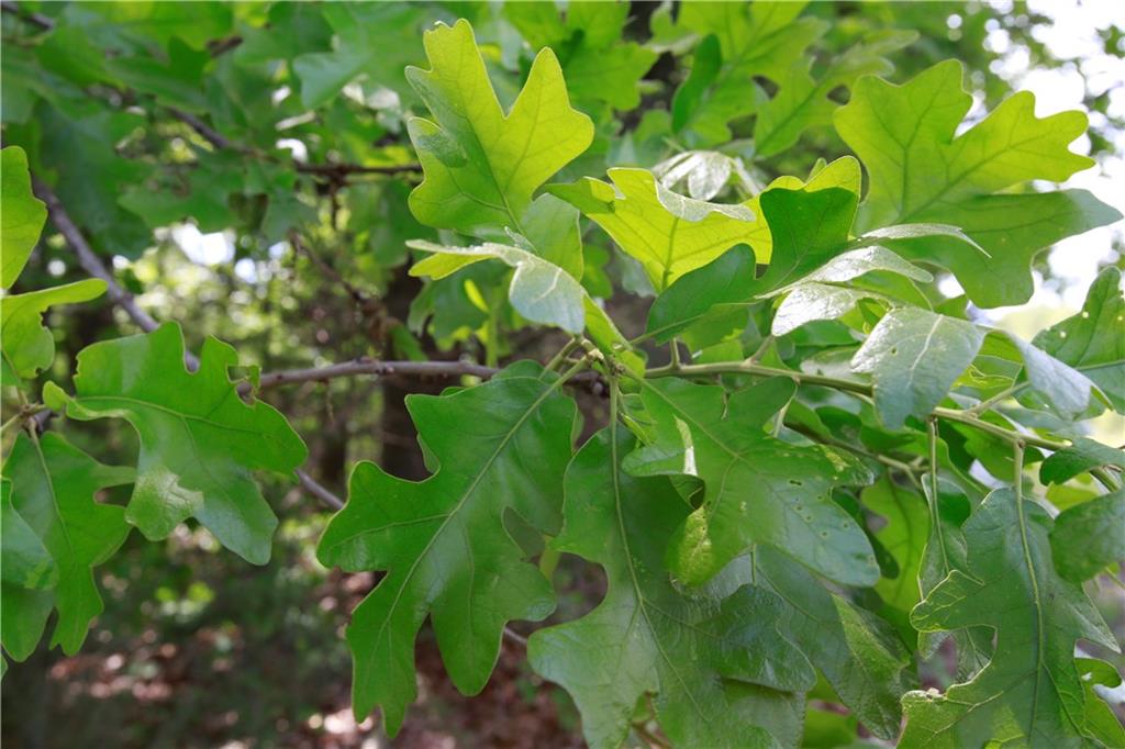 Tbd Southeast 1121st Road Deepwater, MO 64740 - Photo 21 of 26