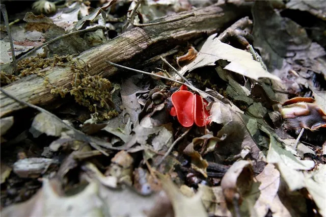 $129,500 | Tbd Southeast 1121st Road, Deepwater, MO 64740