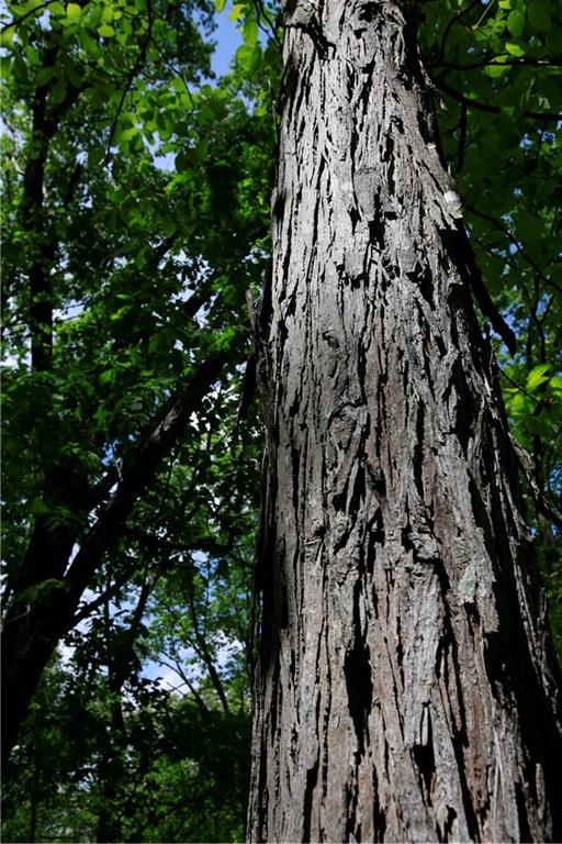 Tbd Southeast 1121st Road Deepwater, MO 64740 - Photo 23 of 26