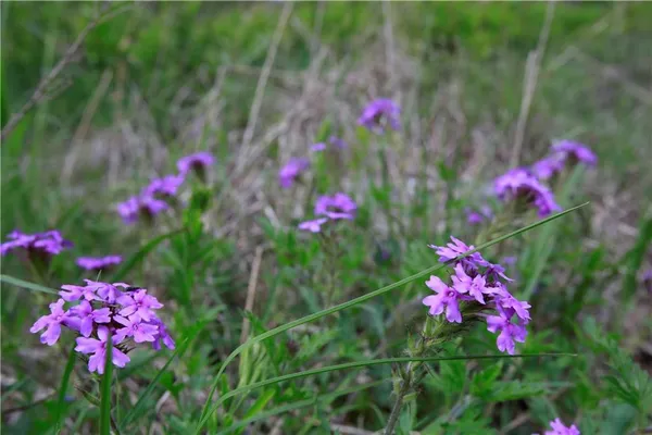 $129,500 | Tbd Southeast 1121st Road, Deepwater, MO 64740