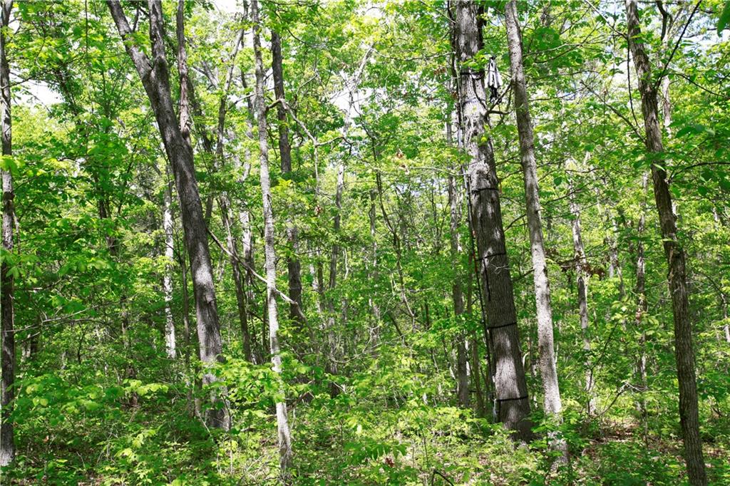 Tbd Southeast 1121st Road Deepwater, MO 64740 - Photo 7 of 26