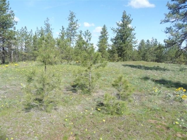 0 West Jensen Road Cheney, WA 99004 - Photo 2 of 12
