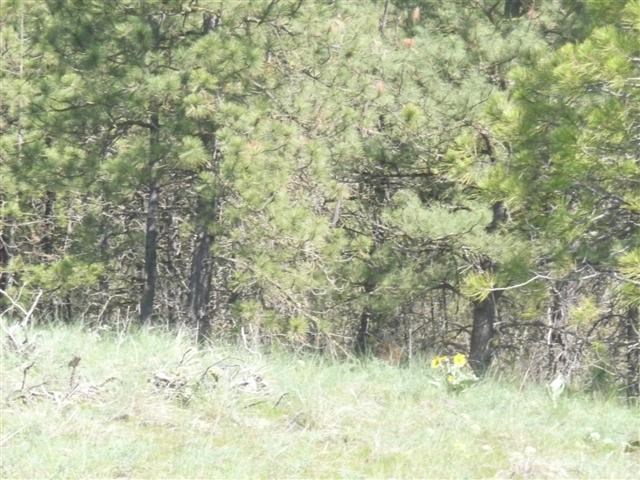 0 West Jensen Road Cheney, WA 99004 - Photo 4 of 12