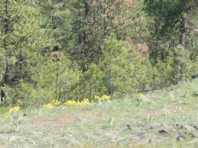 0 West Jensen Road Cheney, WA 99004 - Photo 5 of 12