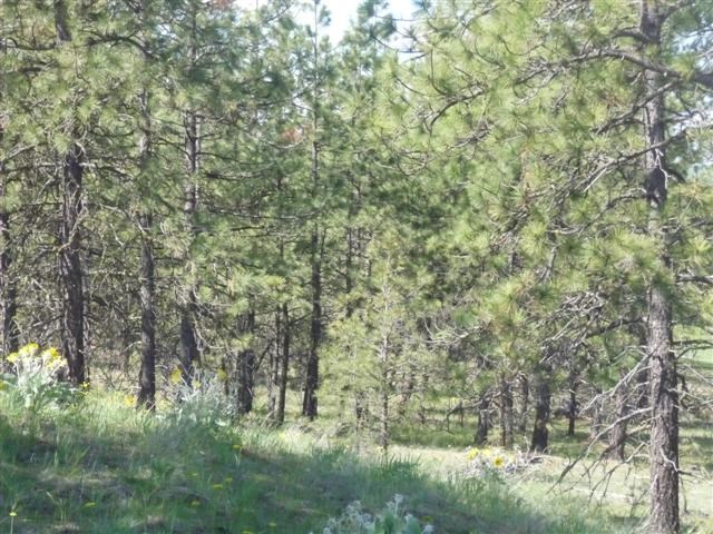0 West Jensen Road Cheney, WA 99004 - Photo 8 of 12