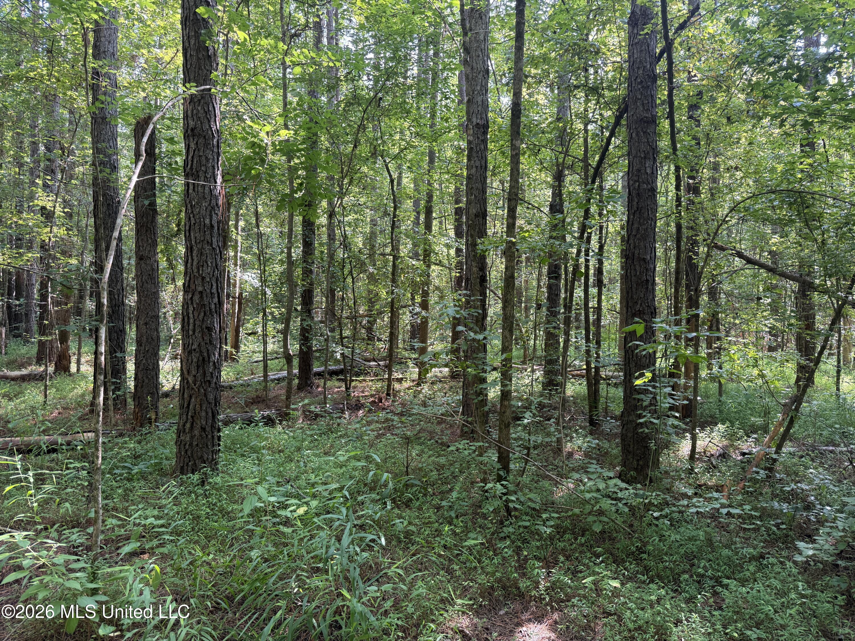 Monte Vista Road Eupora, MS 39744 - Photo 39 of 54 IMG_6404